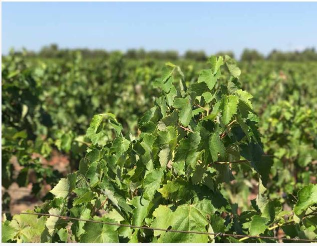 Donna Tiziana Chardonnay